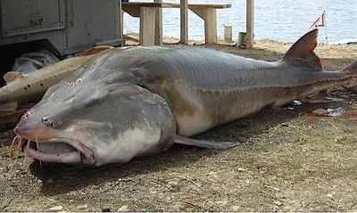 В Абхазии рыбаки поймали краснокнижную белугу весом в 200 кг и получили  штраф. Видео - JAMnews