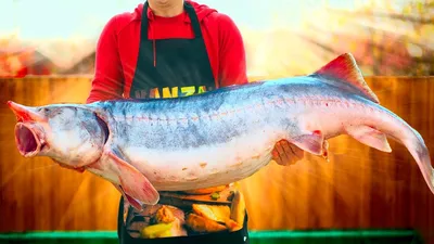 Белуга - обзор самой большой пресноводной рыбы - YouTube