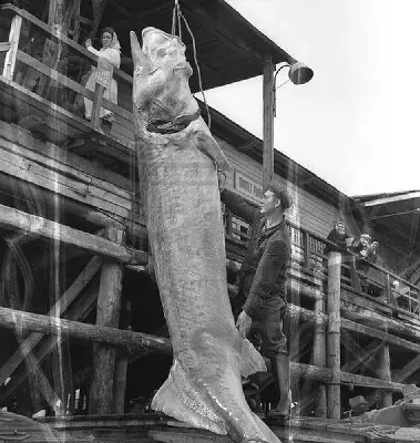 Рыба Гигант 20 века | Пикабу