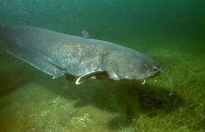 Самая большая белуга рыб, Huso Huso Стоковое Изображение - изображение  насчитывающей жить, заплывание: 129713765