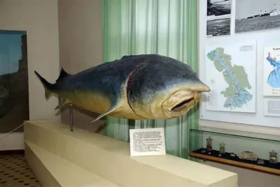 Чудо‑юдо рыба-кит: о раритетах тетюшского музея