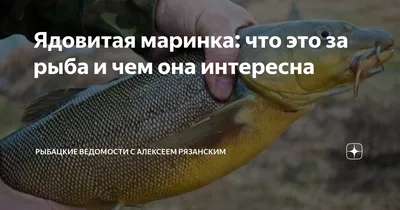 🚩 Узбекская рыба маринка: описание, где обитает, виды