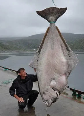 На Сахалине рыбаки выловили из моря рыбу-луну весом больше тонны - KP.RU