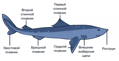 Рыбы речные и озерные — 40 видов с фото