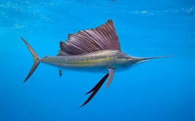 Sense of Adventure: Underwater world of Ningaloo Reef | 32 Degrees Media