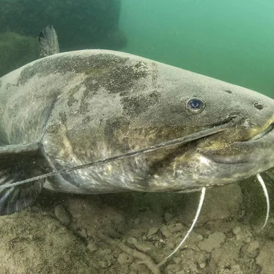 Обсудили страшилки о самой большой рыбе в Беларуси