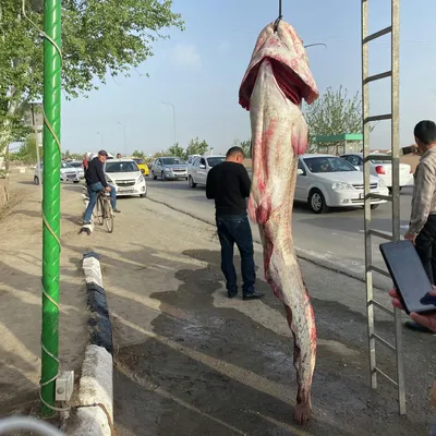 Рыбак поймал в Ахтубе двухметрового сома | Газета ВОЛГА