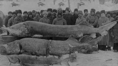В Астраханской области поймали сома-гиганта на 124 килограмма