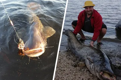 Ярославские рыбаки выловили двухметрового сома: 6 фото гигантской рыбы - 26  июня 2018 - 76.ru