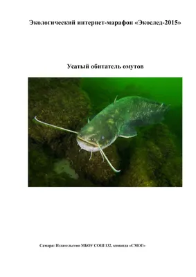 В Самарской области рыбак поймал сома-гиганта - 28 июня 2023 - 63.ru
