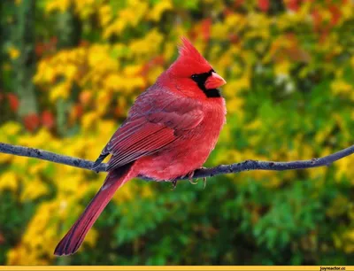Красный кардинал\" красивая птичка как в Angry Birds. / Angry Birds ::  косплей :: IRL :: Игры / картинки, гифки, прикольные комиксы, интересные  статьи по теме.
