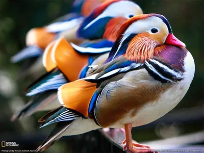 Какая птица самая красивая?