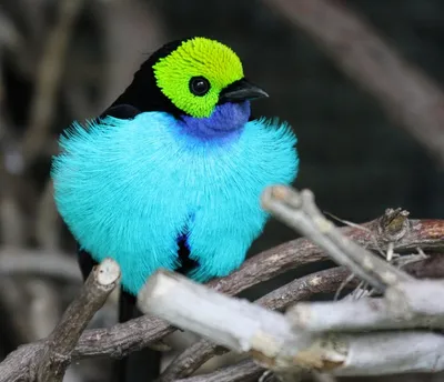 Топ-10 самых красивых птиц в мире. Обсуждение на LiveInternet - Российский  Сервис Онлайн-Дневников