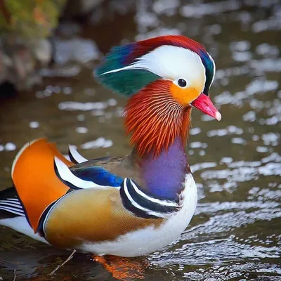 Самая красивая птица на планете» — создано в Шедевруме