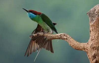 Очень красивая птица с …» — создано в Шедевруме
