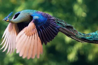 Самая красивая птица Китая» строит здесь свои гнезда! (6)