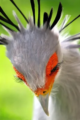 30 необычайно красивых птиц, о которых вы, возможно, не слышали (31 фото) »  Невседома