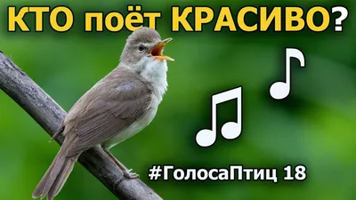 Павлин - самая красивая птица Стоковое Изображение - изображение  насчитывающей ангстрома, цвет: 54848697