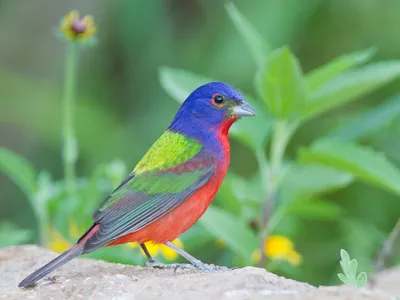 10 самых красивых птиц в мире » BigPicture.ru