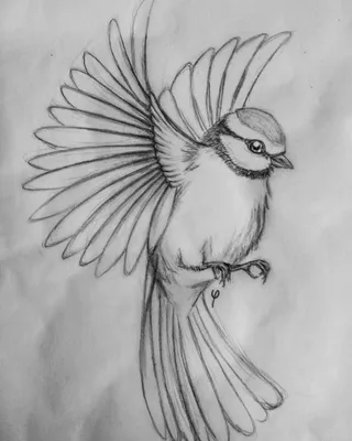 Павлин - самая красивая птица Стоковое Изображение - изображение  насчитывающей тропическо, шея: 56249105