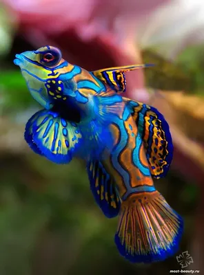 Самые красивые рыбы в мире ( + много ФОТО )