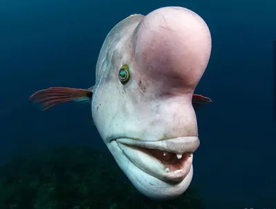 Самые красивые рыбы красного моря - 68 фото