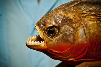 Самые красивые рыбы на Земле: фотообзор ко Дню рыбака 9 июля 2023 года -  Афиша bigmir)net