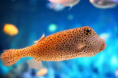 Топ-15 самых красивых рыб нашей планеты | Рыба, Животные, Путешествия