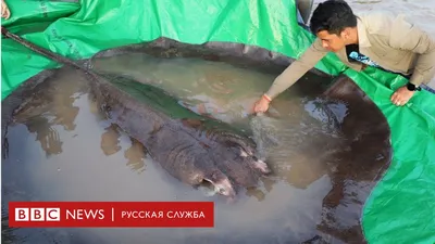 Самая большая рыба на земле - китовая акула