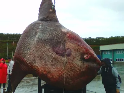 Самые большие рыбы в мире - ТОП 10