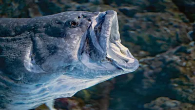 ТОП-10 самых больших в мире рыб | Smapse