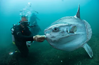 Самая большая рыба в мире: топ-10