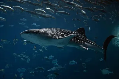 Дитя Амура: где живет и как выглядит одна из самых больших пресноводных рыб  на Земле | Вокруг Света