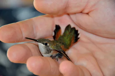 Колибри-пчелка: Самая маленькая птица в мире | ВКонтакте