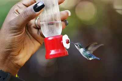 Колибри - самая маленькая птица в мире (30 фото + видео)