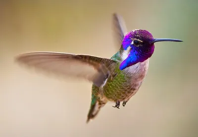 Быстрая, опасная, красивая: 5 самых-самых в мире птиц | Вокруг Света