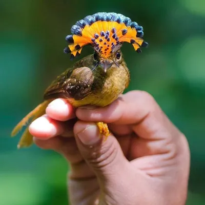 Колибри-пчёлка: Птица размером с мизинец, а её яйца — с кофейное зерно!  Настолько маленький, что конкурирует за еду с насекомыми | Пикабу