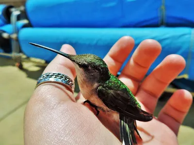 Колибри-самая маленькая птица в мире