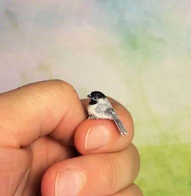 Самая маленькая птица в мире | Մարիամ Առաքելյանի բլոգ