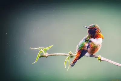 Самые маленькие птицы в мире — ТОП 10