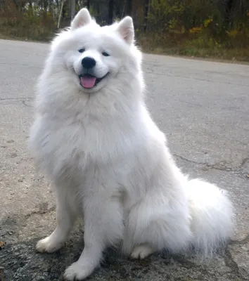 Самая дорогая собака в мире: Фото размером по выбору