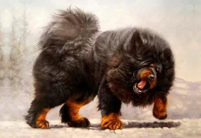 Великолепные снимки самых дорогих собак во всем мире