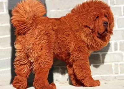 Фото самых дорогих собак для скачивания в формате jpg