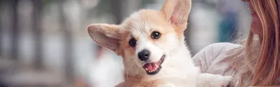 Уникальные снимки самых ценных собак на вашем устройстве