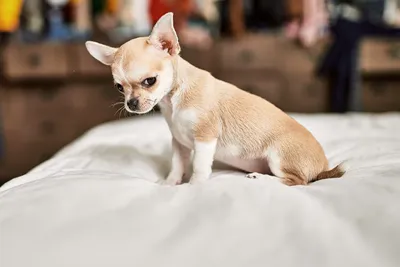 Изображения самой маленькой собаки - скачать бесплатно в png