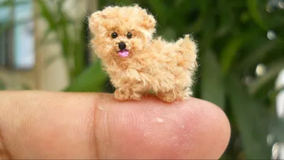 Скачать бесплатно фото Самой маленькой собаки в webp