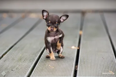 Изображения самой маленькой собаки - скачать бесплатно в jpg