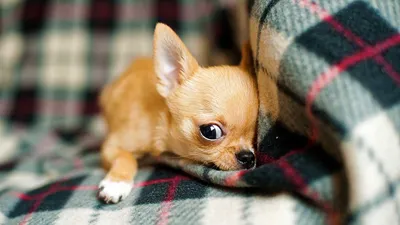 Фото самой маленькой собаки в формате jpg для фона