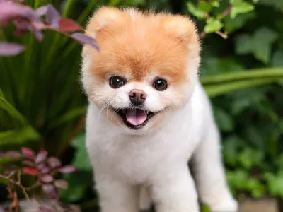 Изображения самой маленькой собаки - скачать бесплатно в формате jpg