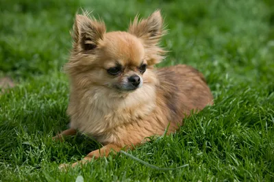 Фото самой маленькой собаки в формате jpg для скачивания